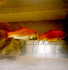 peces