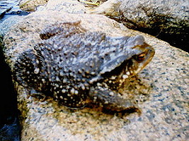 sapo